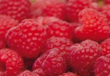 Mалина – црвено богатство на летната градина