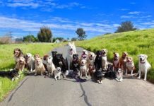 ДЕВЕТ знаци кои покажуваат дека вашето куче ве сака