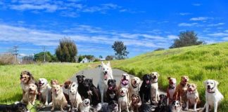 ДЕВЕТ знаци кои покажуваат дека вашето куче ве сака