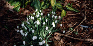 За весникот на пролетта- Кокичето