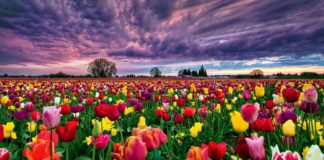 Репортажа – Холандија, земјата каде сонцето заоѓа меѓу облаците reportazi