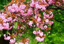 Старт на Порталот КУЛАРТ.МК start2