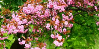 Старт на Порталот КУЛАРТ.МК start2