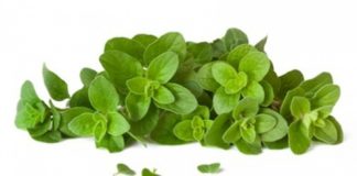 КулАрт кујна: Жешка саксија со оригано