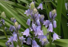 Ѕвонче – лек од природата