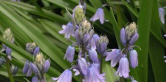 Ѕвонче – лек од природата