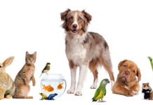 За нашите миленици