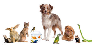 За нашите миленици