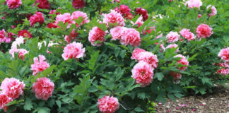 Куларт избор на пролетно цвеќе – Божур