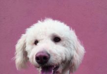 Топ интервју- За оние кои не можат без љубов, од која чуда се случуваат!