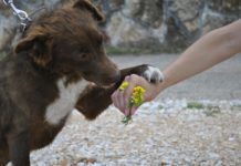 Помош за бездомните – Приказната  за Милче нека има среќен крај