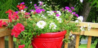 Разубавите го вашиот балкон со ВРБЕНА едно е најубавите пролетни цвеќиња