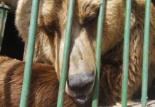 Живот во кафез- Вознемирувачки состојби во Зоолошките градини