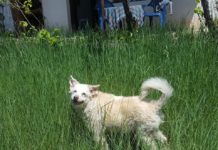 Слушнете го гласот на најблагодарните суштества со најмногу љубов