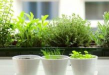 Хортикултура – Како се одгледува босилек и кои се неговите позитивни страни?