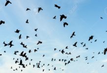 Меѓународен поетско-музички прозорец кон светот-Македонски поети и поетеси на on-linе поетско читање во Хрватска