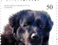 Глас на милениците- За Македонското овчарско куче-Караман, границите се повеќе отворени