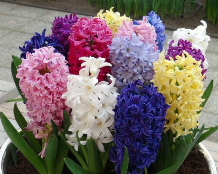 hortikultura.mk_zumbul_hyacinthus_2