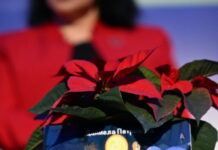 Последниот лист гитарист од Даниела Петровска -листот ѝ пркоси на ефемерната смрт-